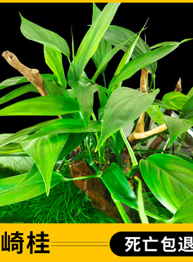 山崎桂水草高端名贵ADA山崎贵阴性草挺水植物稀有水草鱼缸造景