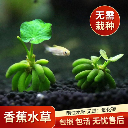 香蕉水草植物鱼缸造景新手懒人