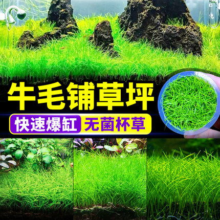 无菌杯牛毛水草鱼缸专用造景草坪草皮前景草阴性增氧爬地矮珍珠草