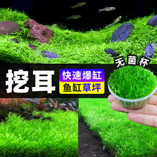 挖耳草无菌水草杯鱼缸造景