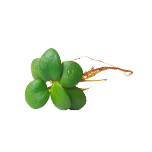 圆心萍浮萍水草植物鱼缸造景水培水芙蓉净化水质鱼虾龟缸漂浮水草