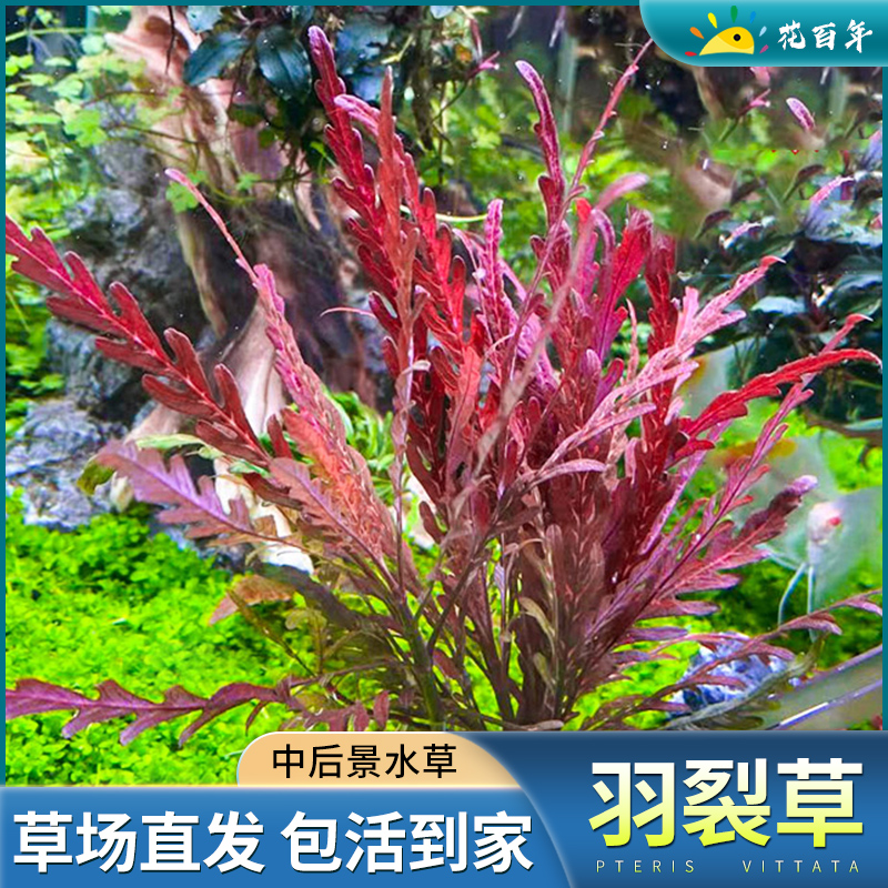 雨裂草水蓑衣雨蝶易养