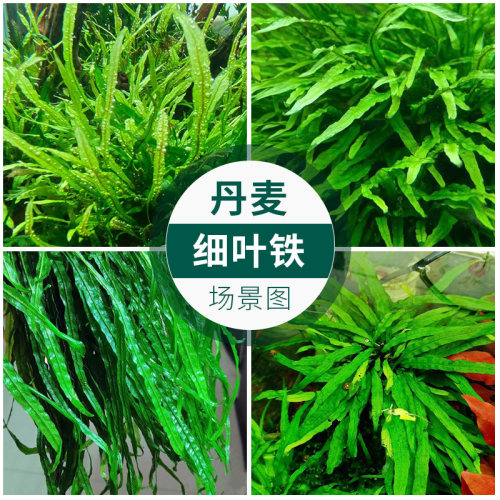 丹麦细叶铁皇冠草中后景草