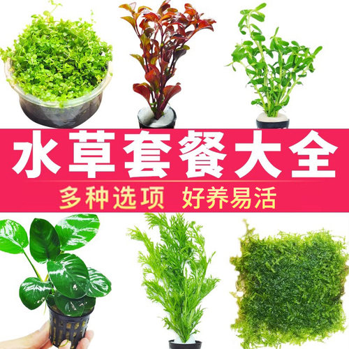 水草套餐鱼缸造景淡水植物增氧