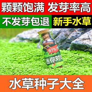 水草花价格 水草花图片 星期三