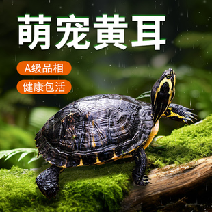 黄耳龟深水乌龟活物冷水长寿龟招财火焰宠物观赏小甜甜圈吃鱼粪龟