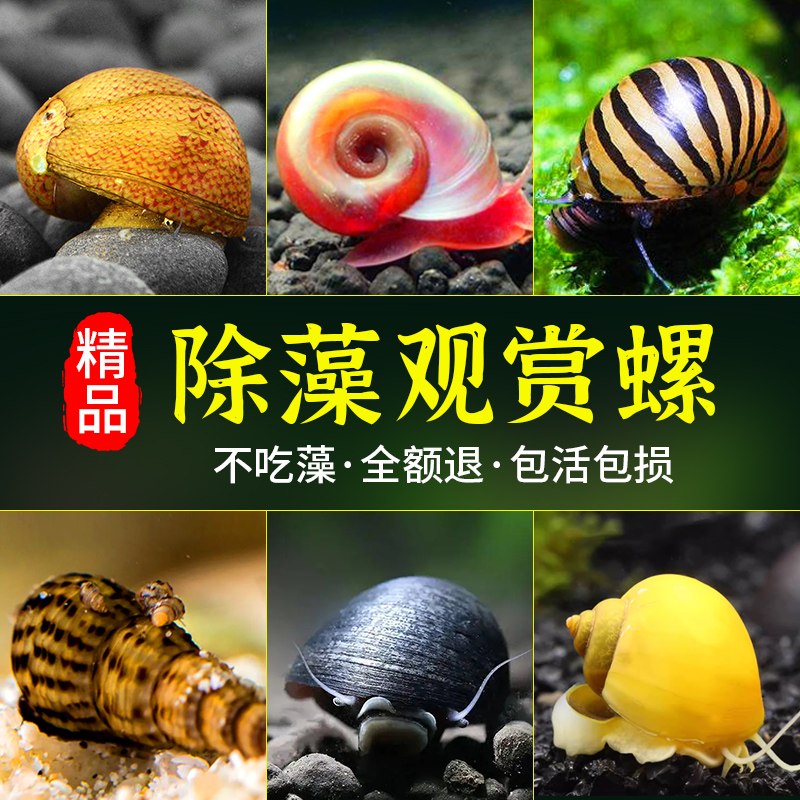 观赏螺鱼缸除藻工具清缸