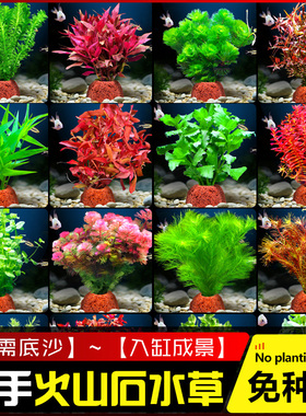 火山石水草植物鱼缸造景水培阴性蜈蚣草绿菊真草摆件水族箱全套餐