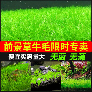 牛毛水草鱼缸专用造景草坪草皮前景草真草阴性植物无菌杯迷你牛毛