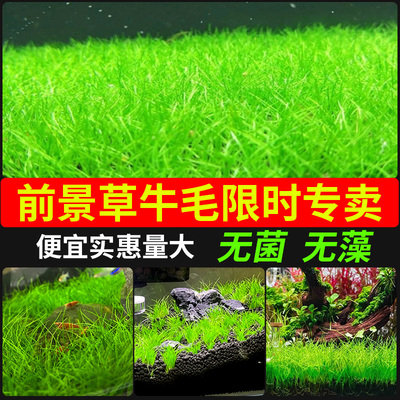 鱼缸造景牛毛水草真草无菌杯