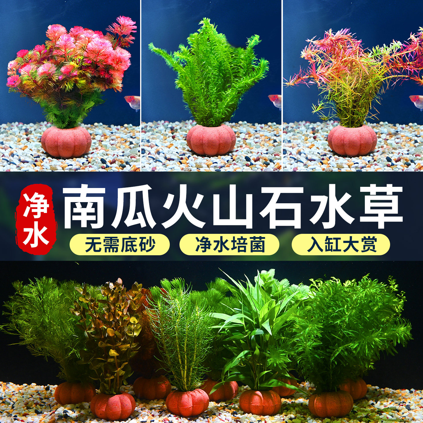 南瓜火山石水草植物鱼缸造景真草绿菊蜈蚣草水榕阴性净化水质新手