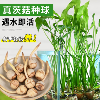 茨菇种球慈菇茨菰水草净水造景