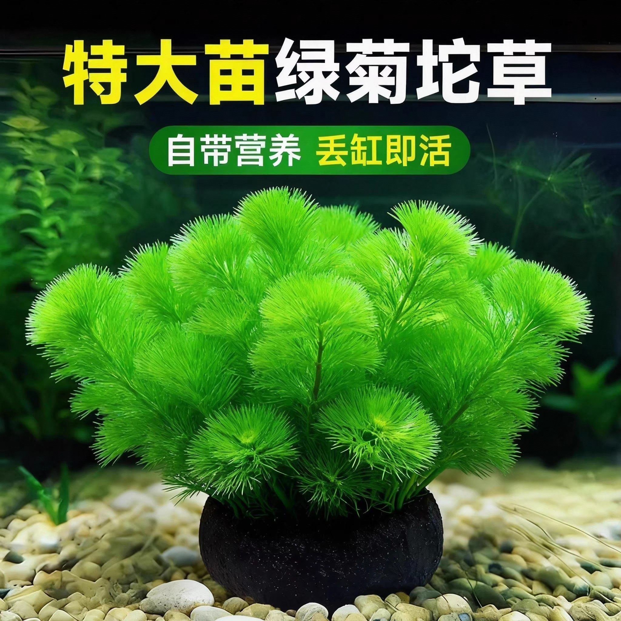 绿菊水草植物坨草鱼缸造景中后景装饰淡水阴性净水蜈蚣草增氧绿植