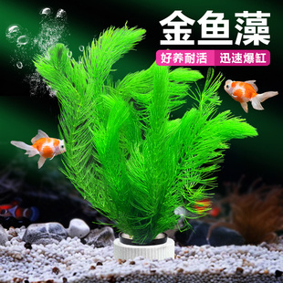 金鱼藻水草植物大小鱼缸造景装饰绿菊水培真草鱼草缸增氧绿植摆件