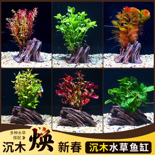 树洞桩沉木水草造景装饰净水增氧