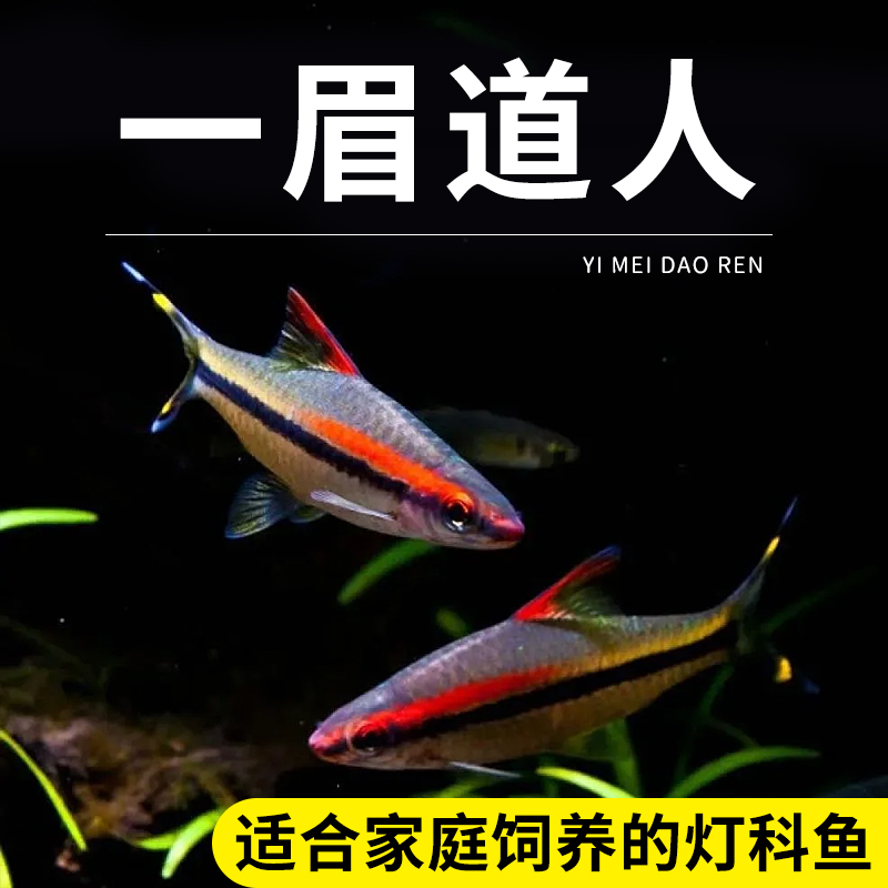 一眉道人鱼红眉道人鱼草缸群游鱼小型鱼活体热带观赏鱼黑尾大勾鱼