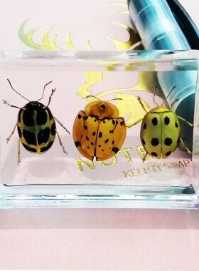 真实昆虫标本幼儿园认知人工琥珀