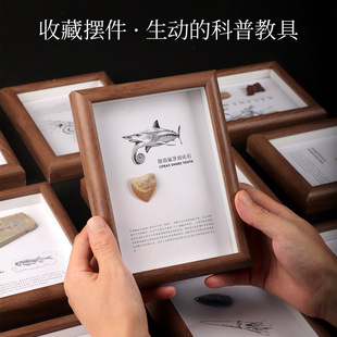 古生物化石标本相框文创装饰摆件菊石鲨鱼牙齿工艺品家居科普收藏