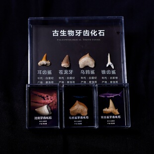远古生物鲨鱼沧龙牙齿化石原石标本套盒学生地质科普教学展示保真