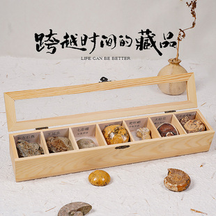 七种古生物化石标本盒三叶虫斑彩螺石燕菊石海胆地质科普教学器材