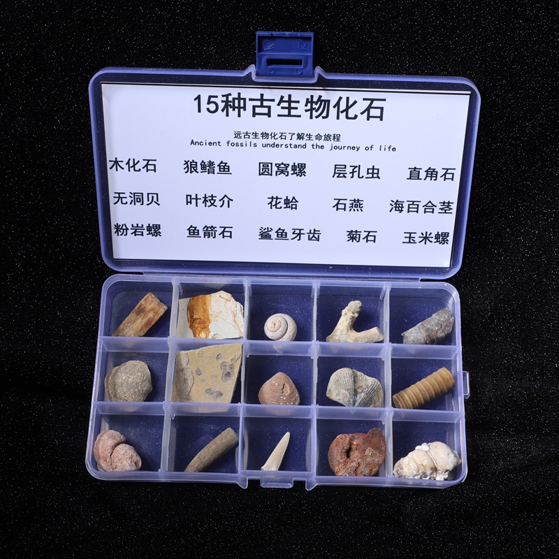 古生物化石学校教学标本地质科普