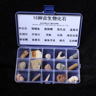 古生物化石学校教学标本三叶虫琥珀原石奇石儿童地质科普模型礼物