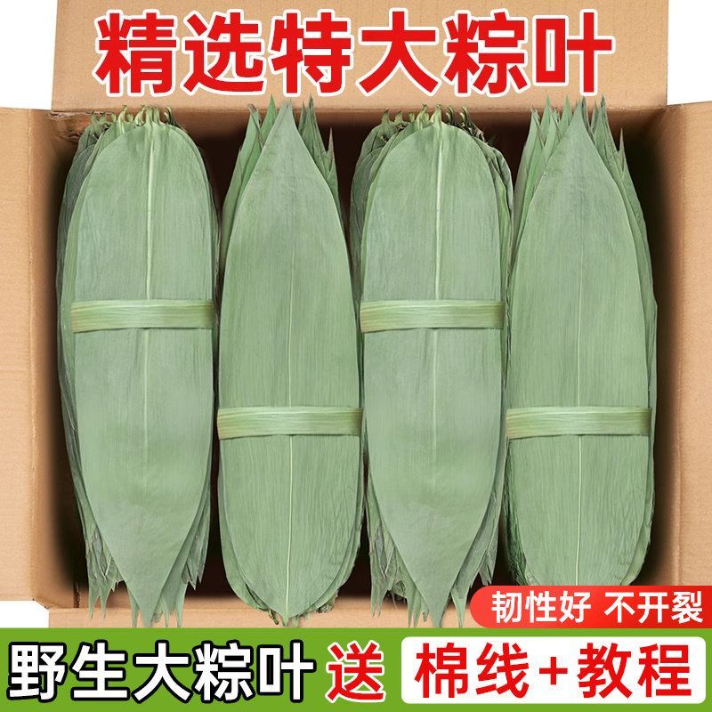 【特大号】新鲜粽叶大叶干粽叶包粽子叶野生大号棕叶干粽叶