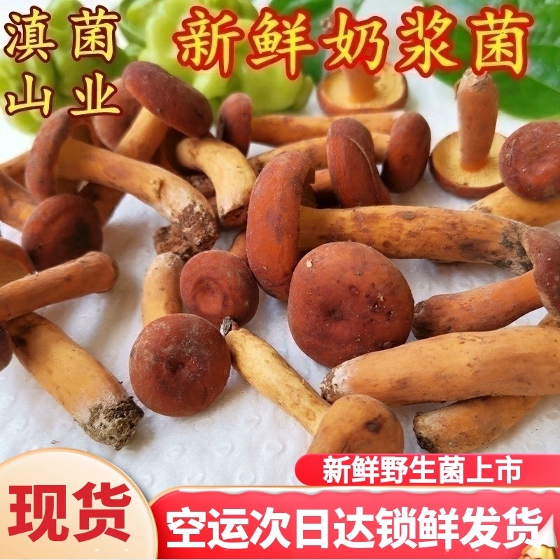 现货新鲜野生奶浆菌 枞树菌松树三九菇500克装寒菌雁南菌空运发货