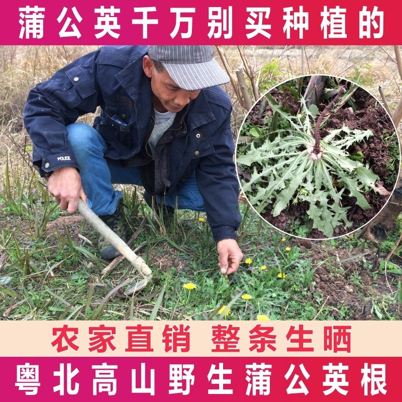 野生蒲公英根茶农家生晒整条蒲公英根段无硫正品婆婆丁根浦公英根