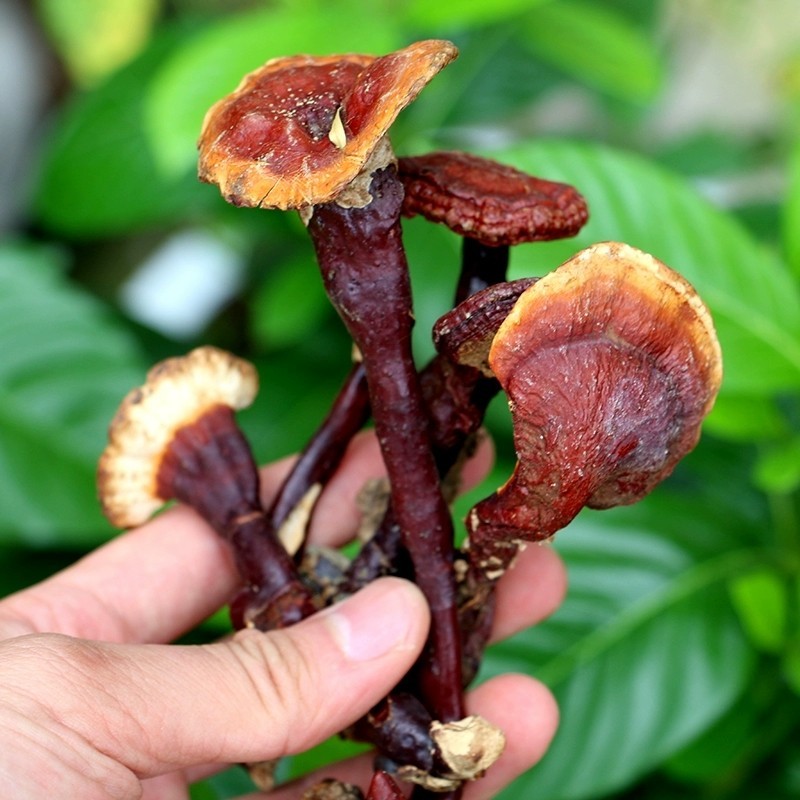 新货神农架纯野生灵芝中大朵250克中药材泡酒煲汤免费打粉