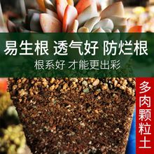 多肉土专用土透气通用型营养土70颗粒土小苗土老桩室内盆栽肉肉土