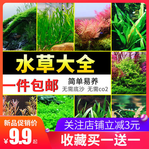 阴性水草无co2素材模板 阴性水草无co2图片下载 小麦优选