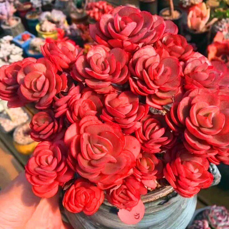 适合一年四季养的花懒人阳台秀妍多肉植物