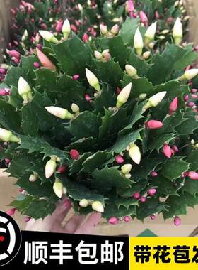 适合一年四季养的花懒人阳台多色蟹爪兰花苗盆栽带花苞四季开花