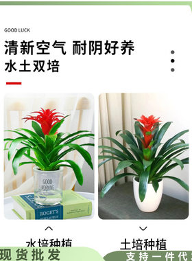 适合一年四季养的花懒人阳台鸿运当头盆栽室内水培绿植四季开花