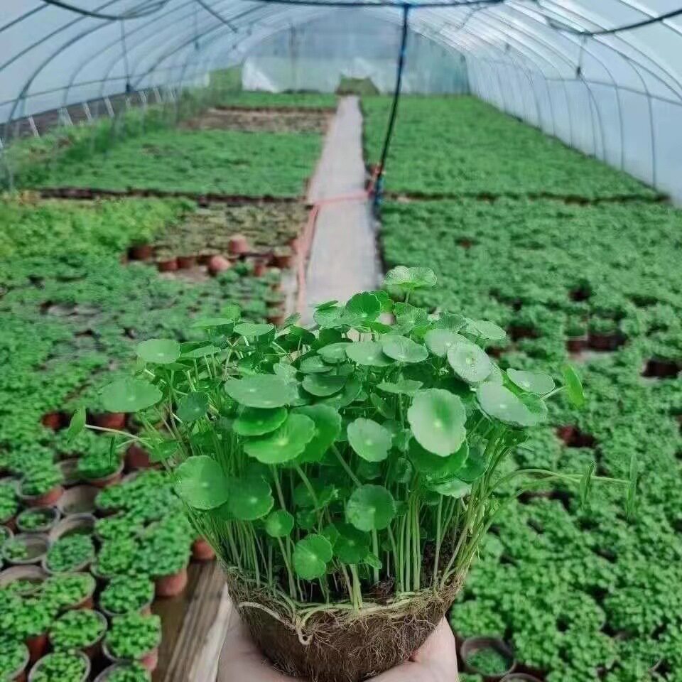 适合一年四季养的花懒人阳台铜钱草水培植物室内办公室桌面盆栽图片