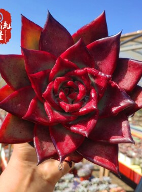 适合一年四季养的花懒人阳台红檀 多肉植物韩国精品红色稀有品种