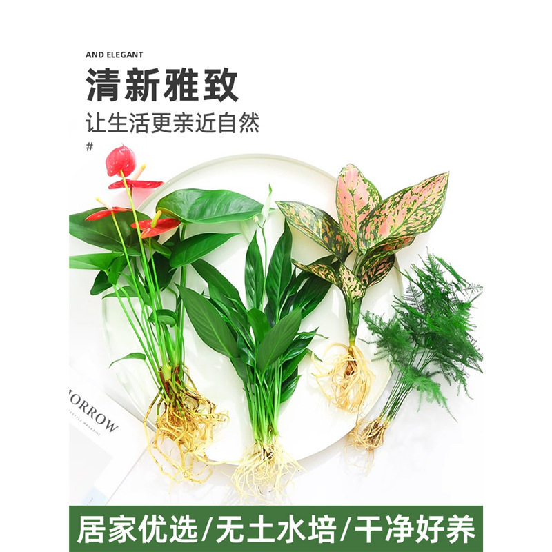 适合一年四季养的花懒人阳台花卉盆栽水培植物室内花绿植四季水生图片