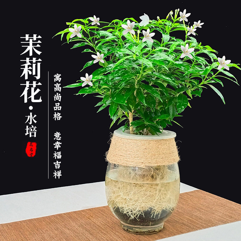 适合一年四季养的花懒人阳台水培绿植物风车茉莉花卉盆栽水养小