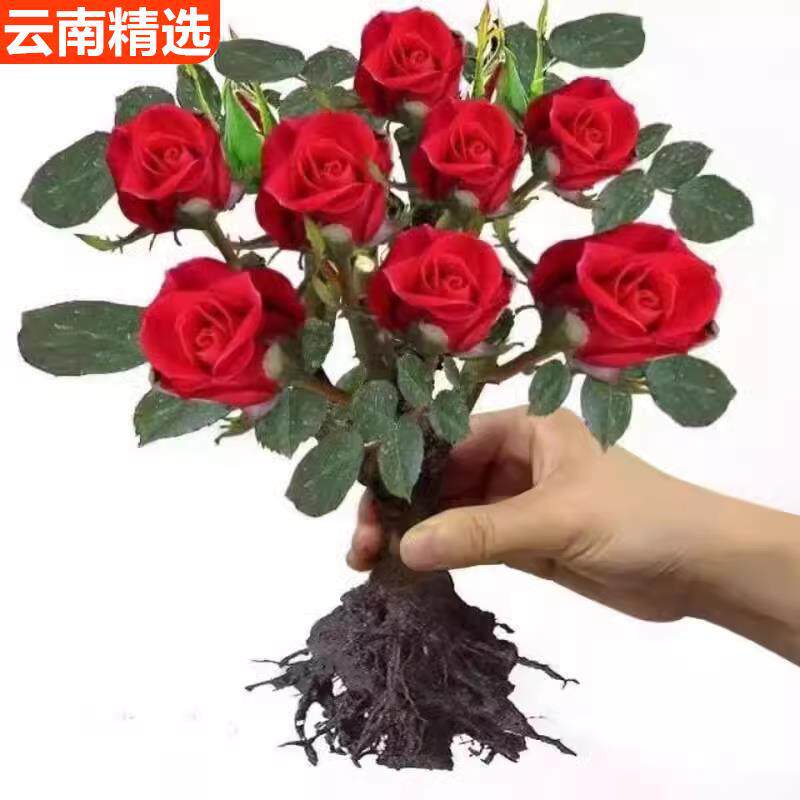 适合一年四季养的花懒人阳台玫瑰花苗盆栽老桩特大花室内外耐寒