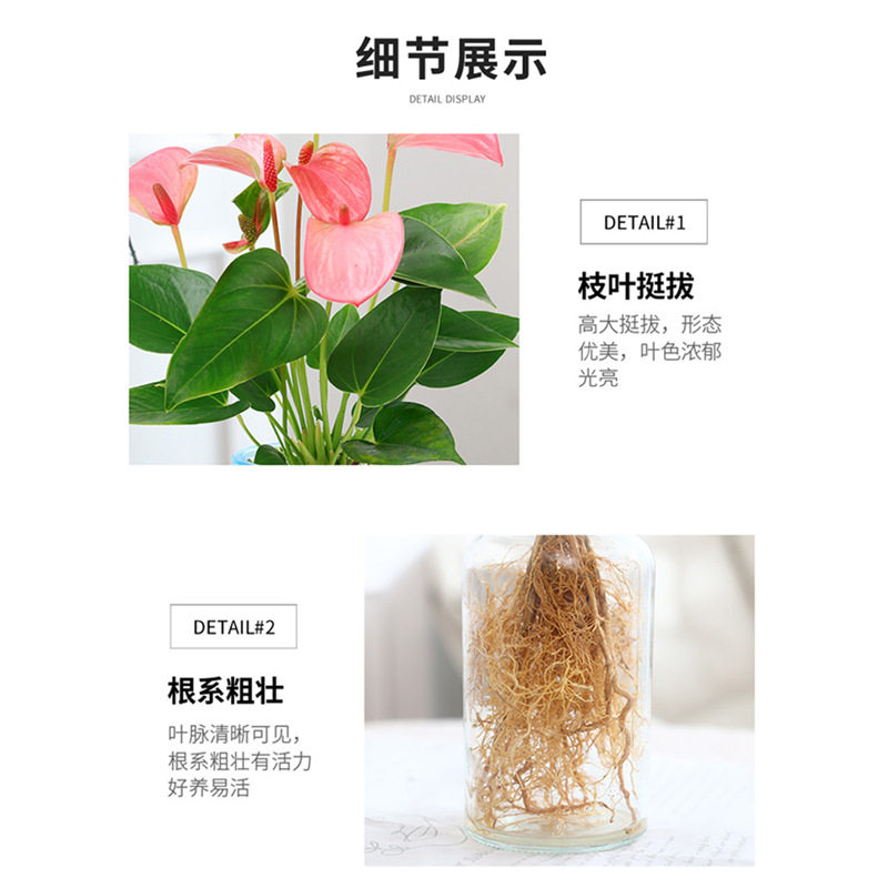适合一年四季养的花懒人阳台水培植物粉掌盆栽带花苞室内好养图片