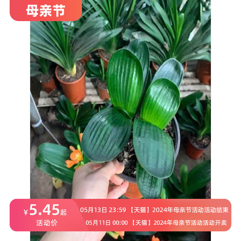适合一年四季养的花懒人阳台君子兰精品麻脸珍珠宽叶短叶圆头