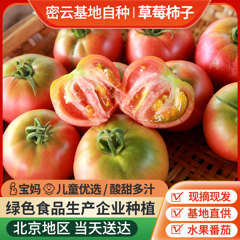 密云绿色园区自种草莓柿子西红柿新鲜自然熟现摘绿腚番茄 蔬菜