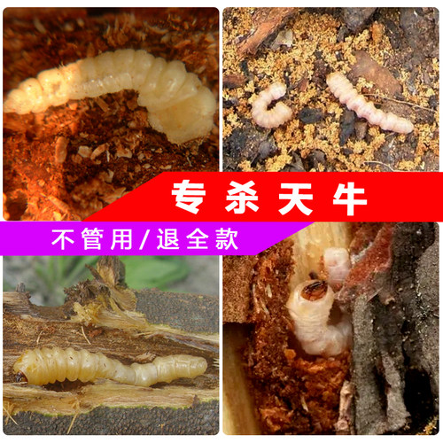 天牛杀虫天牛立毙钻心虫树干虫