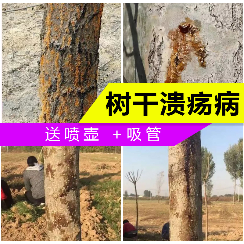 腐烂病溃疡病杨树柳树柑橘猕猴桃树葡萄樱桃苹果干腐烂杀菌剂农药