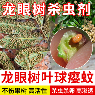 龙眼树叶球瘿蚊蚜虫杀虫剂蓟马飞虱吸浆虫蜜虫花卉月季