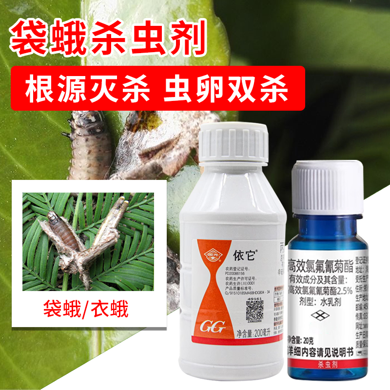大袋蛾香樟紫叶李红叶石楠衰蛾冬青枯叶蛾避债蛾杀虫剂树叶有袋囊
