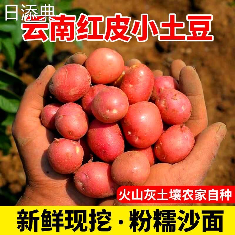 红皮小土豆云南新鲜黄心