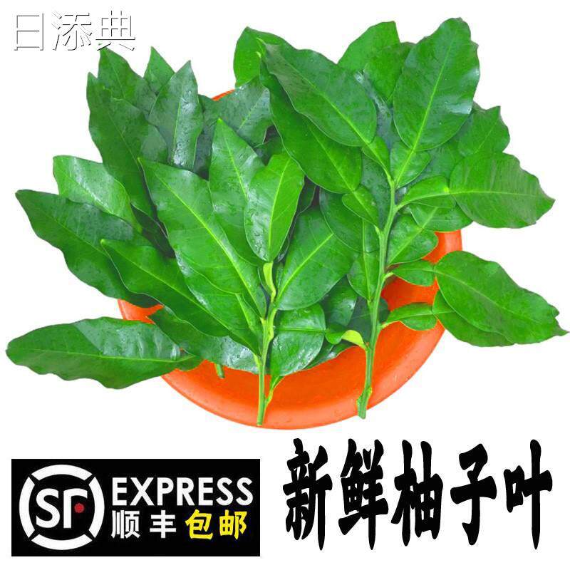 包邮新鲜柚子叶梅州碌晦