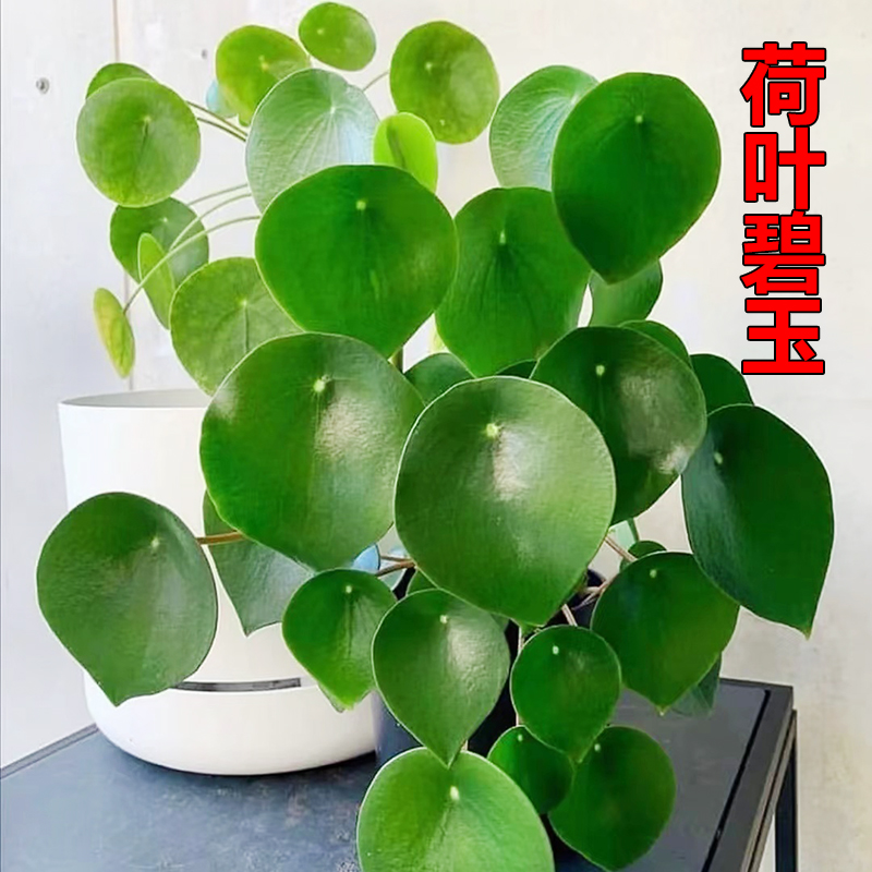 荷叶碧玉盆栽豆瓣绿植物四季常青